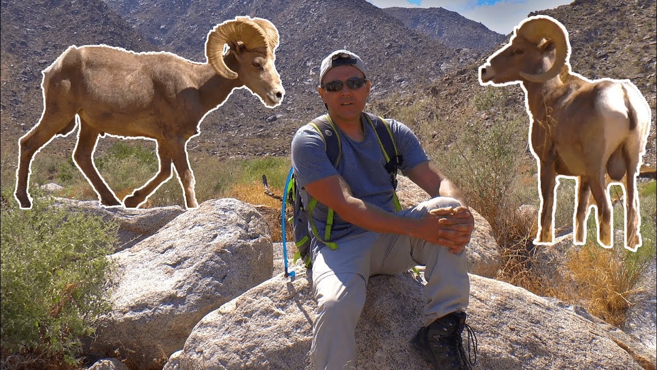 Peninsular Bighorn Sheep in Southern California