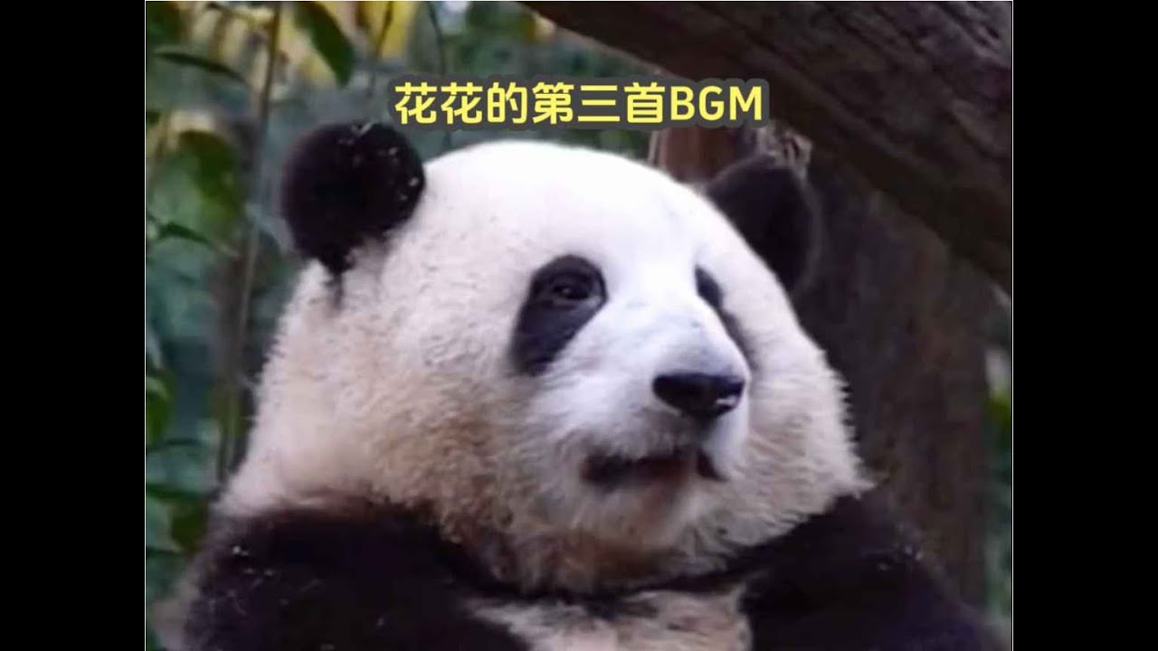 huahua hehua panda花花的第三首BGM，这首音乐衬的花花特别活泼，真是太可爱了
