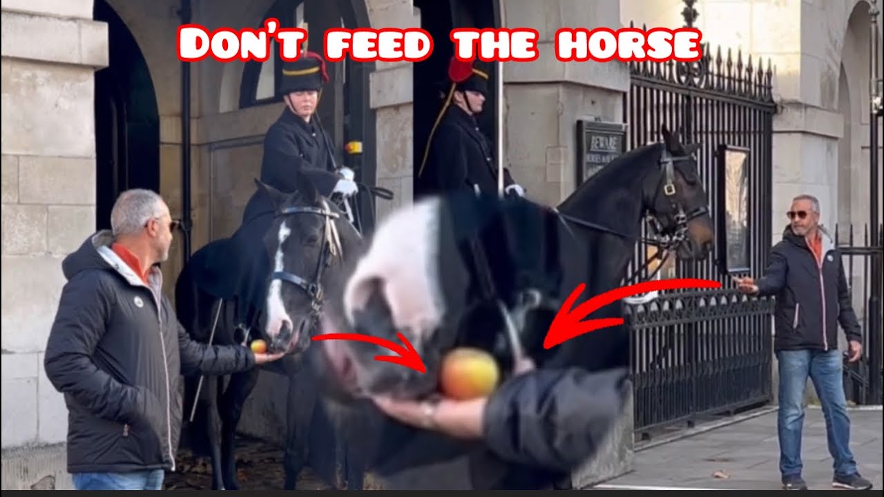 STOP 🛑 DO IT .The man went both tried feed the horse of course he not allowed
