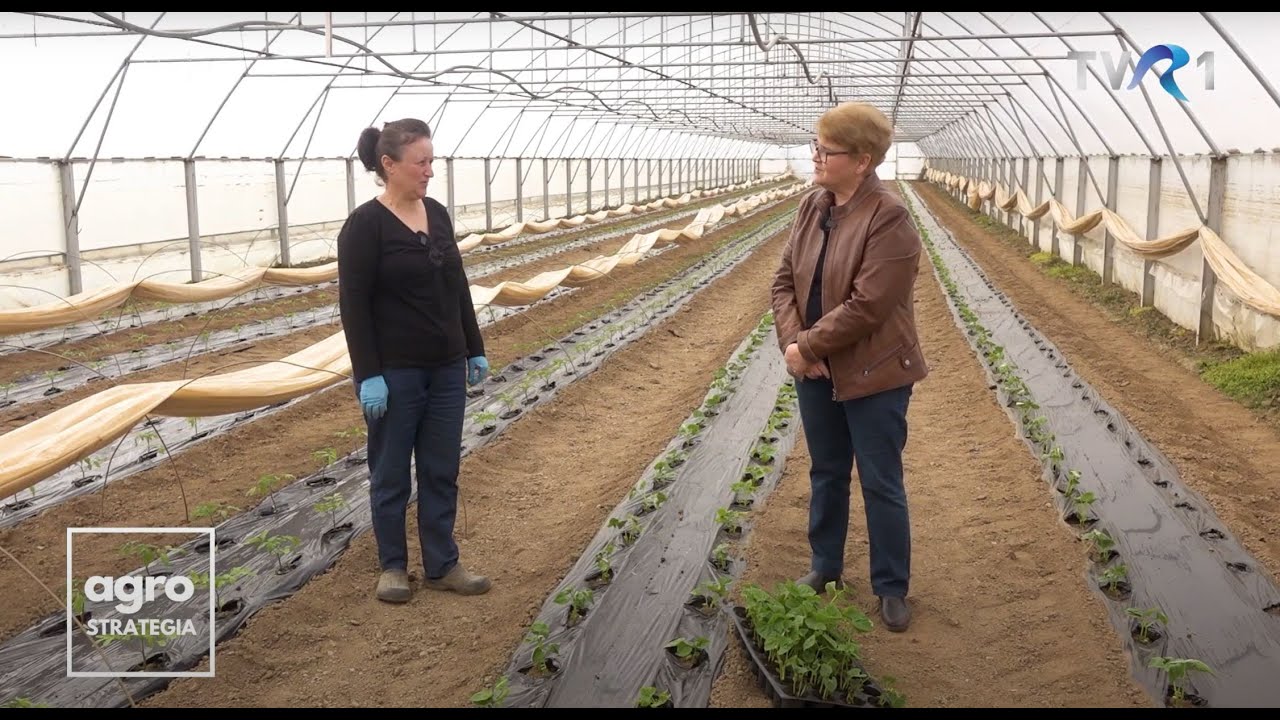 În Grădina Danei. Îngrijirea mușcatelor | Fasolea cultivată din răsad