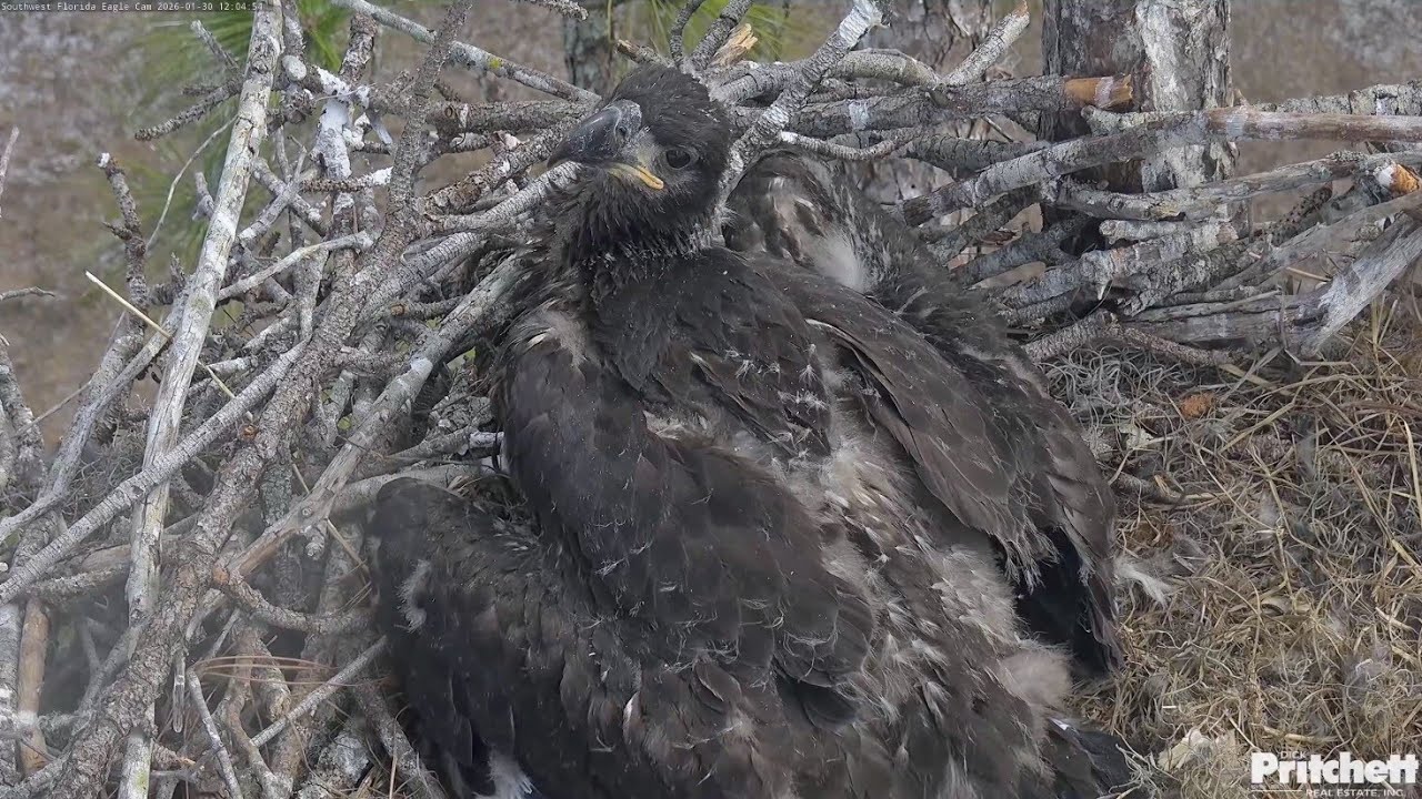 SWFL EAGLE CAM 2026.1.30 Nesting activity from morning until after midday. Close-up of E26.