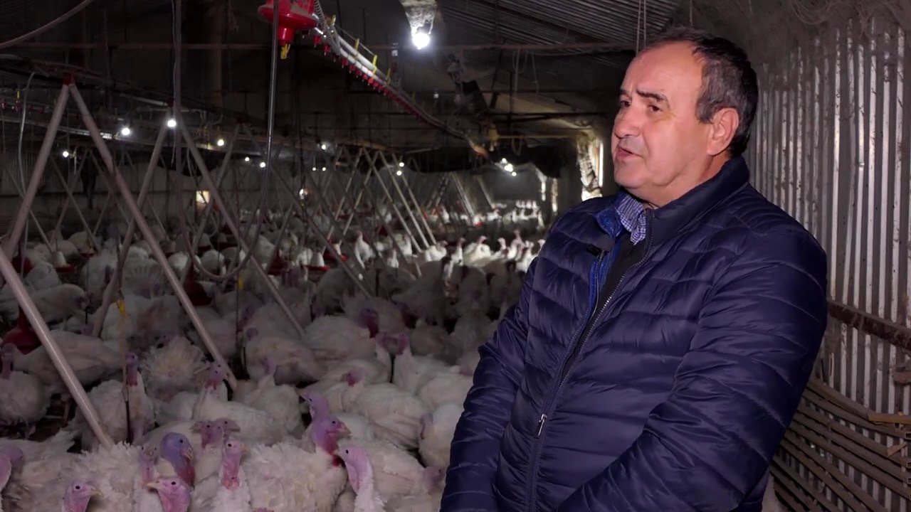 Domaćine kako radi&scaron; 23.11.2020. Pernata živina, tovni pilići, ćurke, Bagrdan, Poults, Glibovac