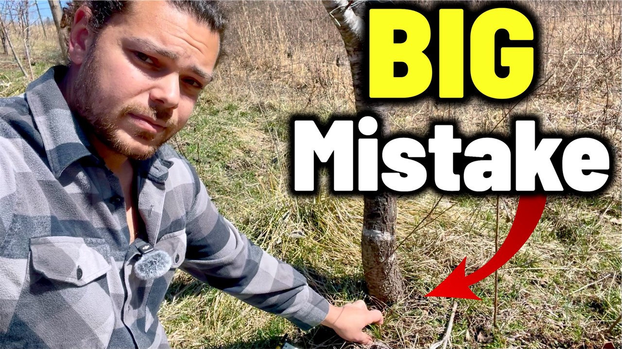 Stop Planting Your Orchard Like This...