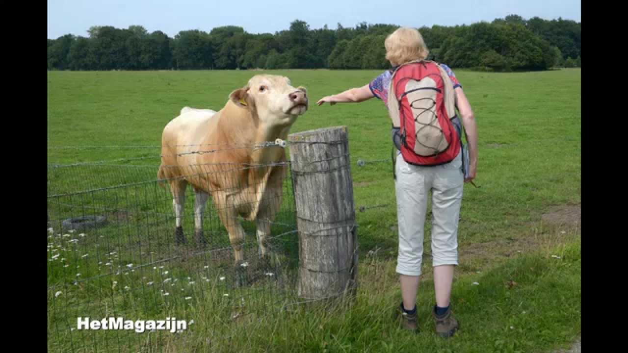 De lussen van Hackfort: Wichmond