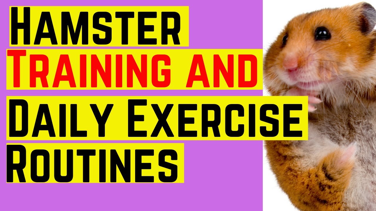 Hamster Training and Daily Exercise Routines &hearts;️