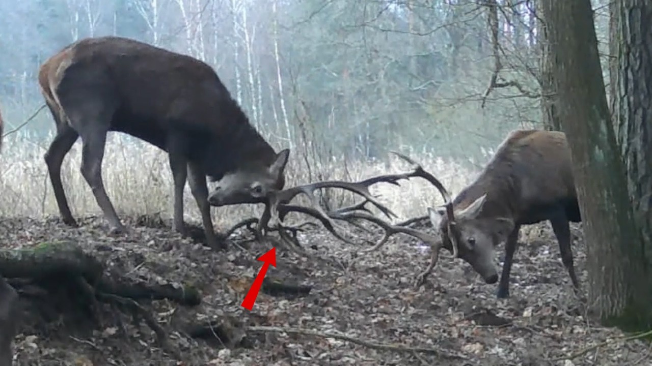 Walka dużych byków | poroże może spaść w każdej chwili!