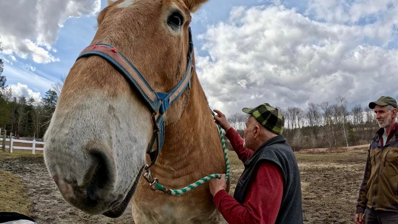 Можно ли узнать лошадь по ее ГОЛОВЕ??? \\ Разговор с Джорджем №610