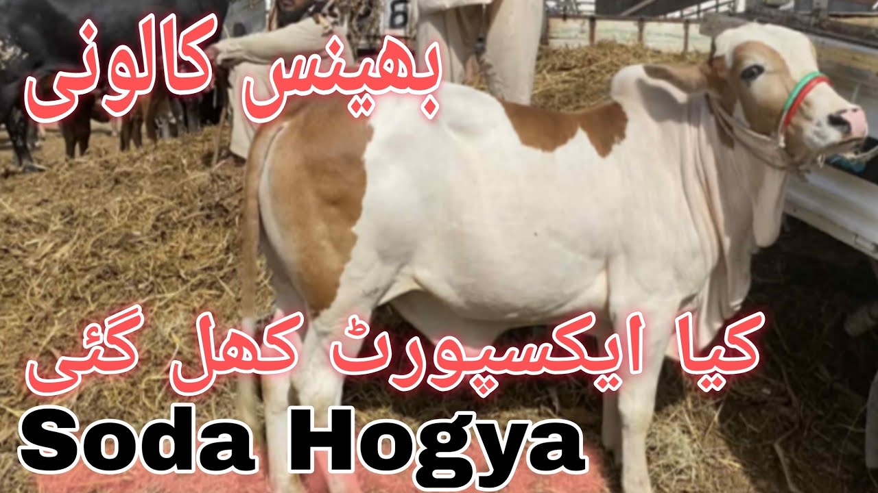 Soda Hogya | Bhains Colony Karachi Cattle Rates Update | 5 November 2025 | cow mandi