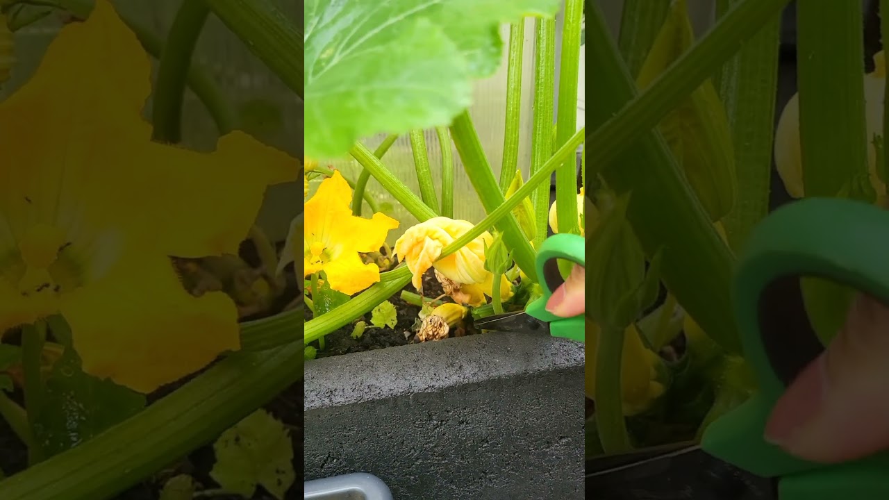 Pruning yellow zucchini to promote new growth and prevent disease. #garden