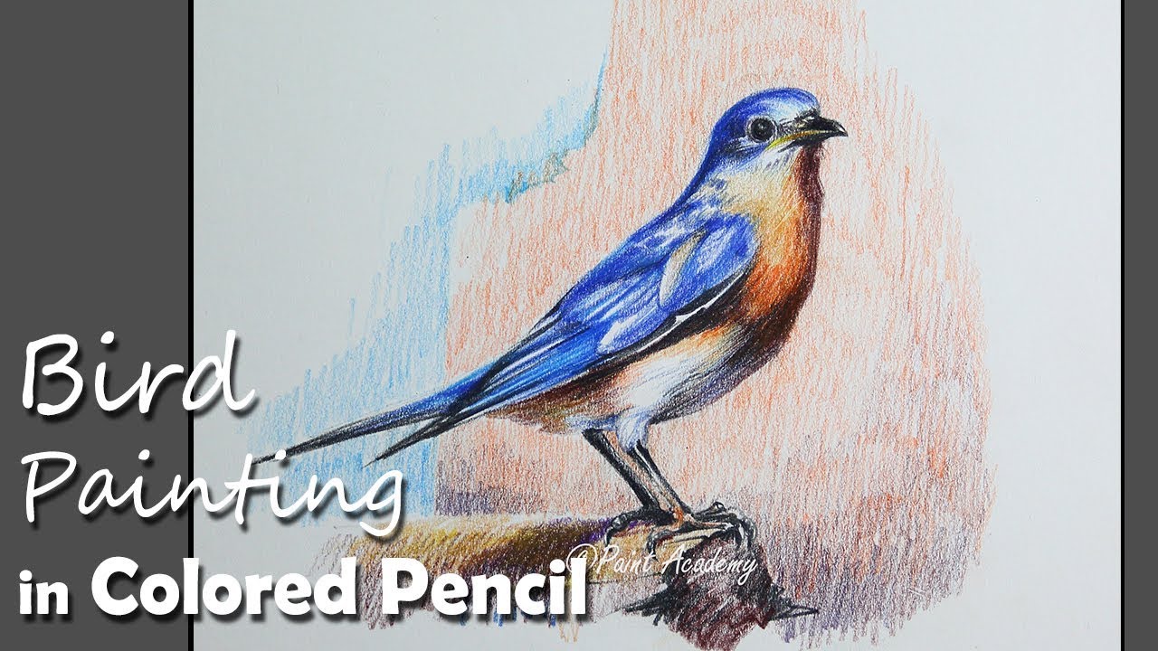 Colored Pencil Painting : Eastern bluebird | step by step