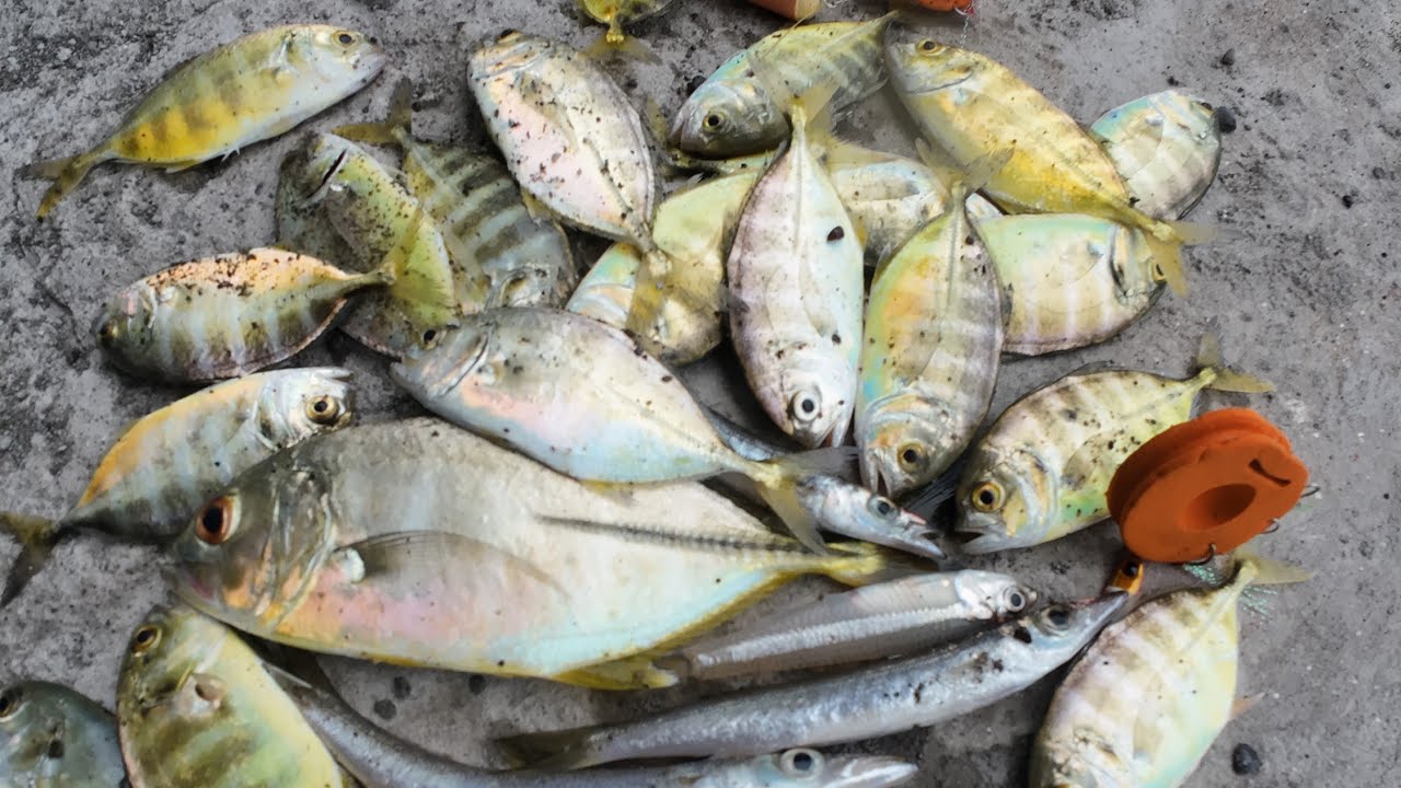 Hunting talakitok under the bridge of talomo davao city | SABIKI FISHING