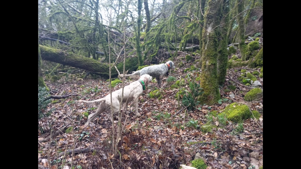 Chasse bécasse Lexie et Sansa 07.12.24