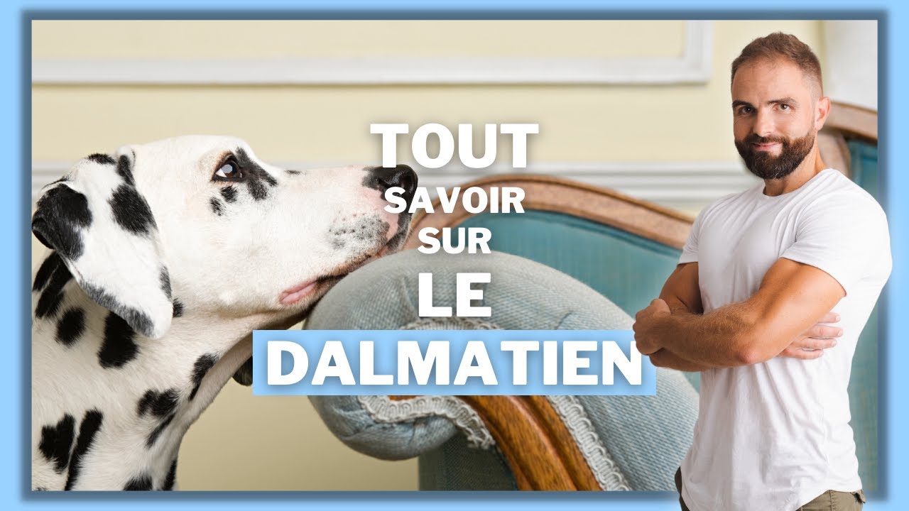 La race de chien Dalmatien : caract&egrave;re, dressage, comportement, sant&eacute; de ce chien de race
