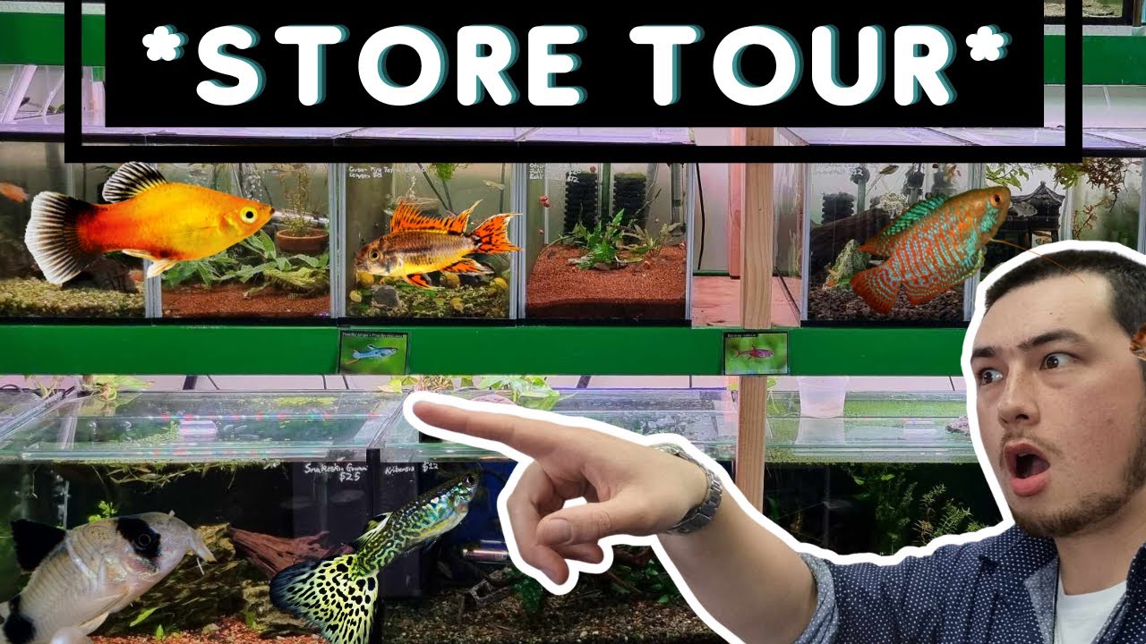 Ultimate Community Aquarium Fish Store Tour | *Must-See*