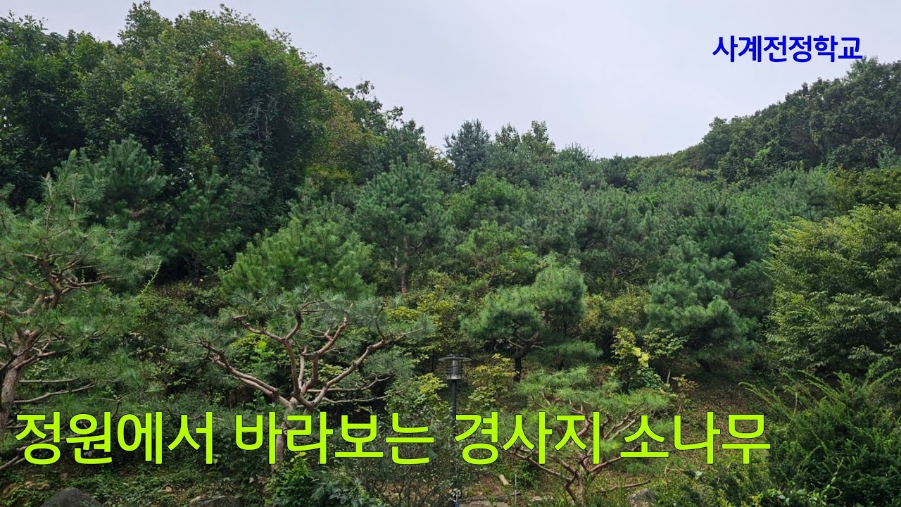 소나무 전정 #266사계전정학교 작업 25 09 18