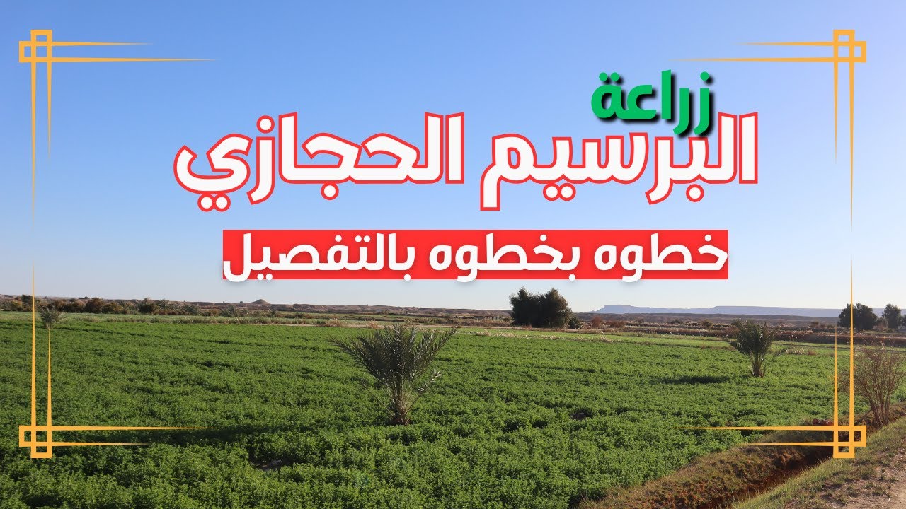 ما لا يريد الخبراء أن تعرفه عن زراعة البرسيم الحجازي!