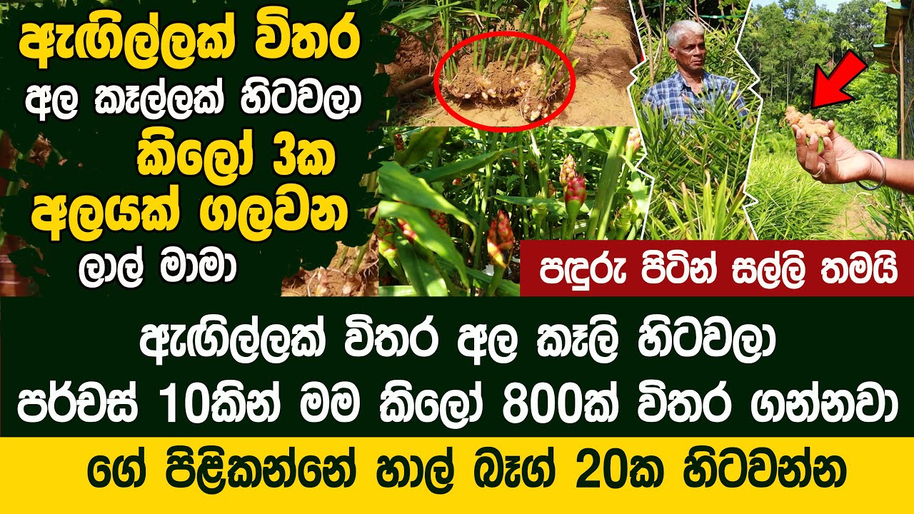ඇඟිල්ලක් විතර අල කෑල්ලක් හිටවලා කිලෝ 3ක අලයක් ගලවන ලාල් මාමා - Ginger