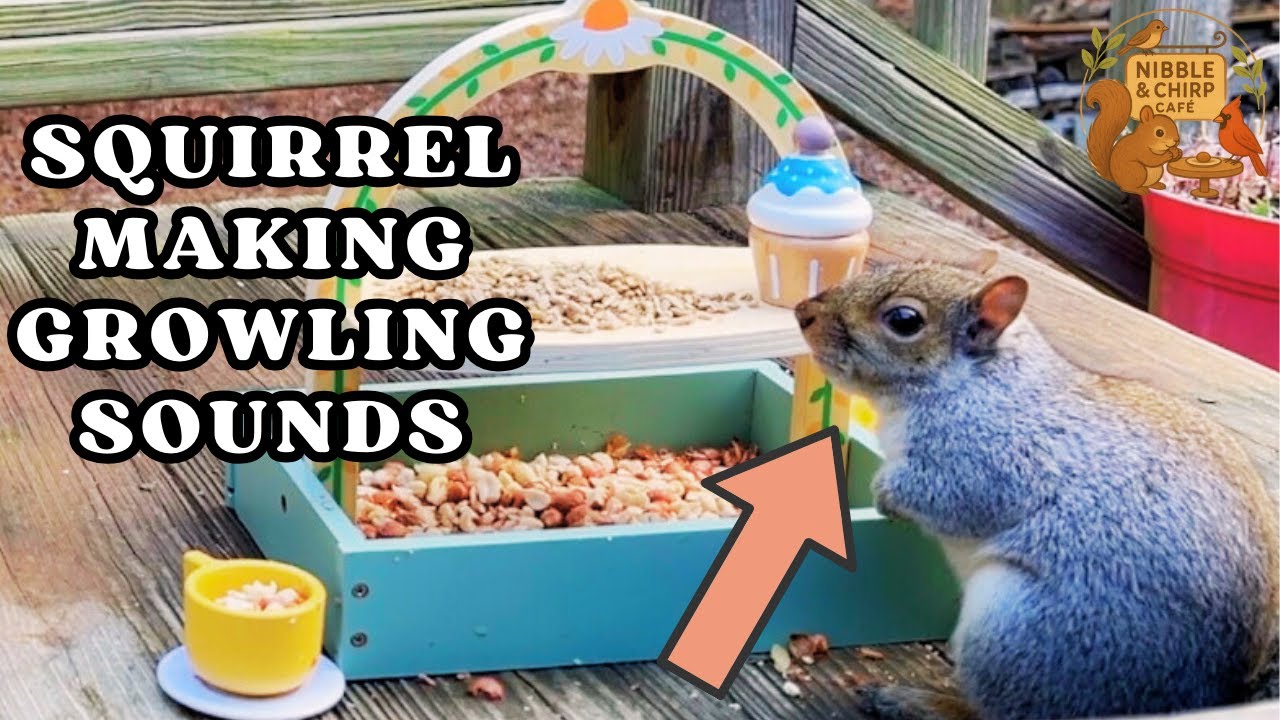 Squirrel Making Growling Sound When Defending It’s Food