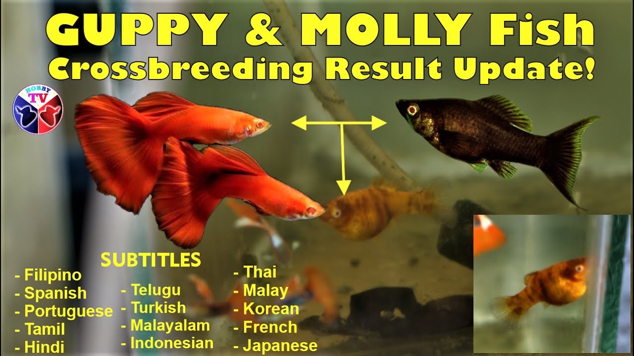 Guppy Fish and Molly Fish Crossbreeding Result Update!