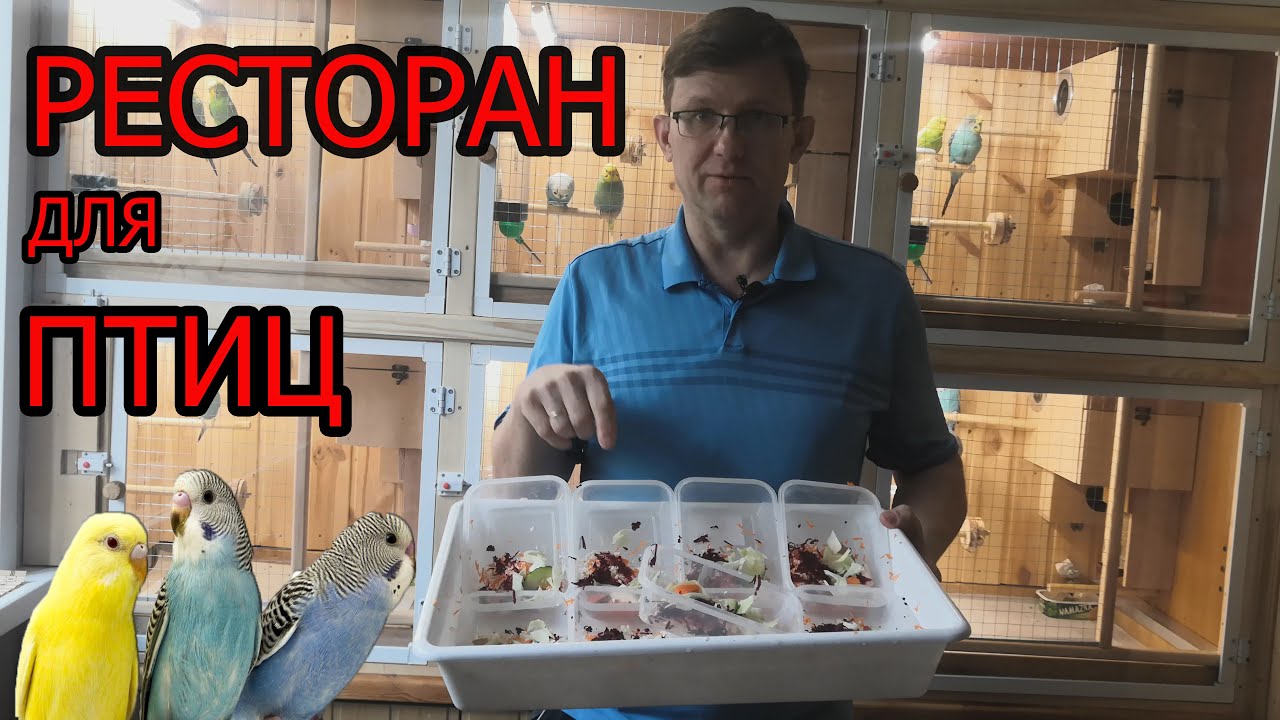 Разведение волнистых попугаев в домашних условиях. Выращивание микро зелени для попугаев.