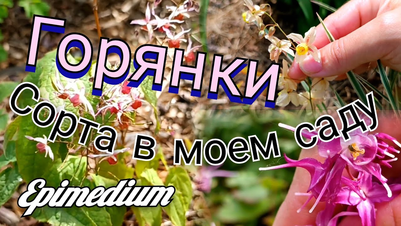 Горянки / Epimedium - сорта в моем саду! Милые эльфийские растения #Epimedium #горянки #мойсад