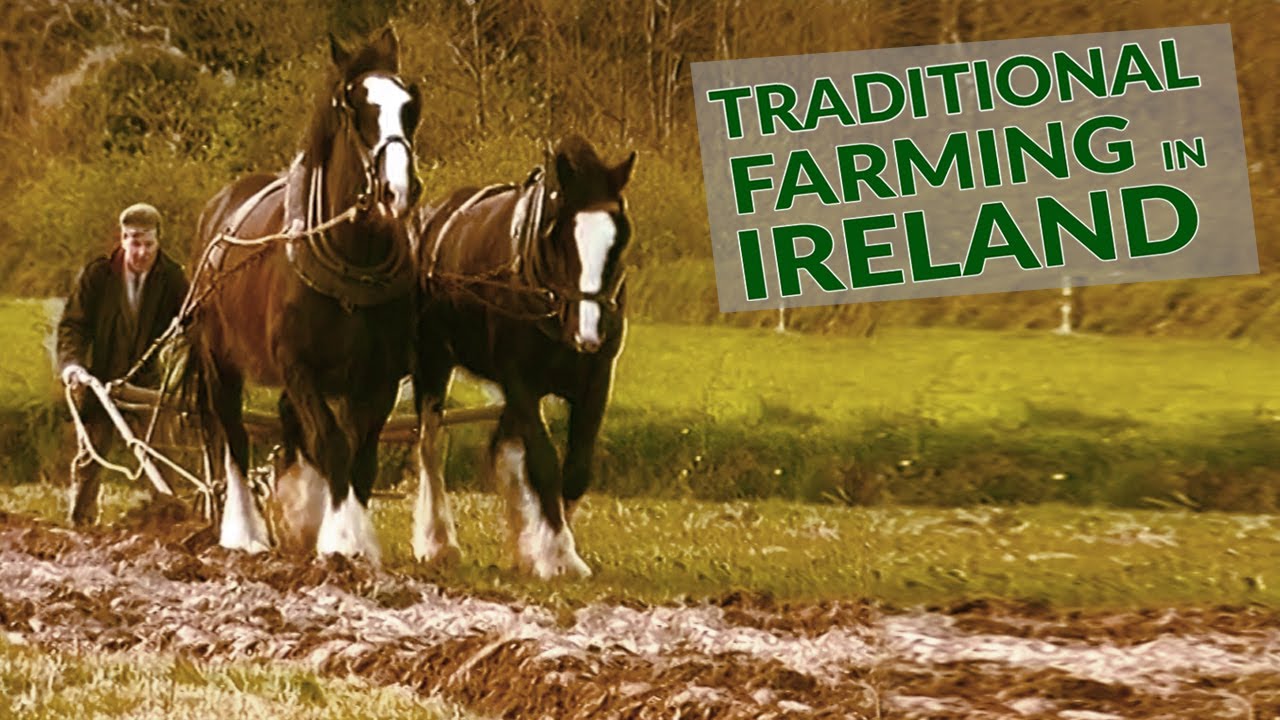 Traditional farming in Ireland with Horses