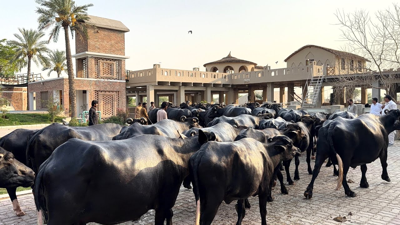 Pakistan's Most Beautiful Buffalo Dairy Farm | ARDF of Ch. Ihsan Gujjar, Nili Ravi Buffalo Farm Tour