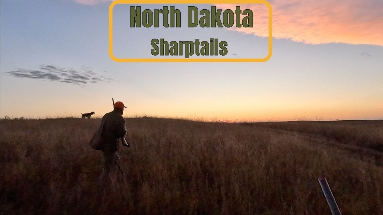 North Dakota '24 Sharptails (GREAT DOG WORK)