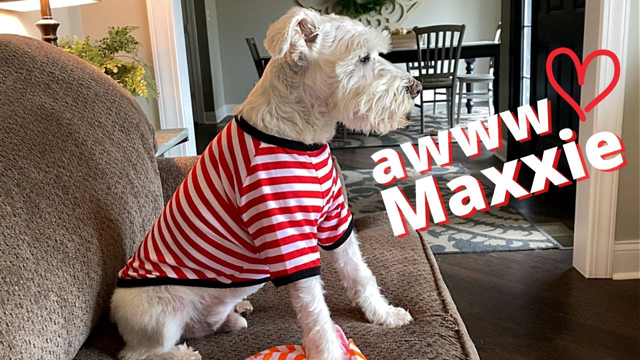 ADORABLE WHITE SCHNAUZER LOVES HIS NEW DOG CLOTHES ~ MAXXIE HAS A DOG FASHION SHOW