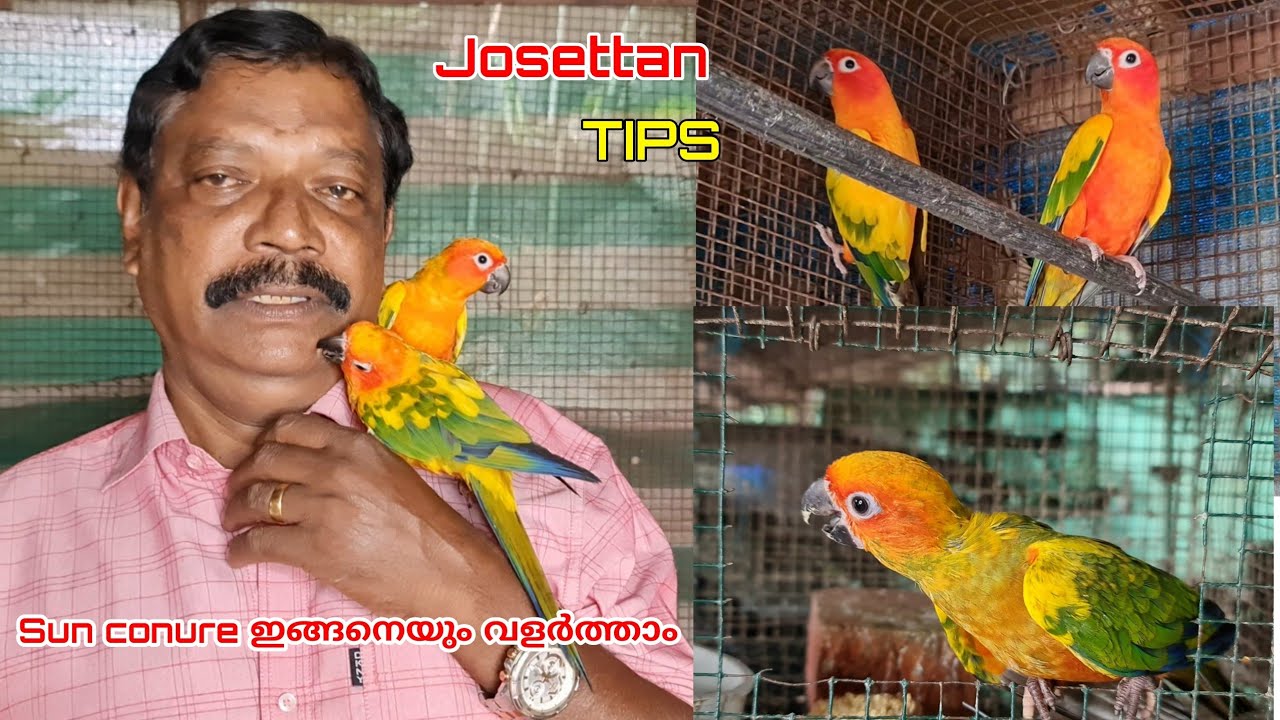 വ്യത്യസ്തമായ രീതികളിൽ Sun Conure വളർത്തി ജോസേട്ടൻ | Sun Conure Malayalam