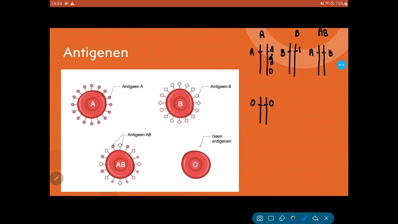 Bloedgroepen