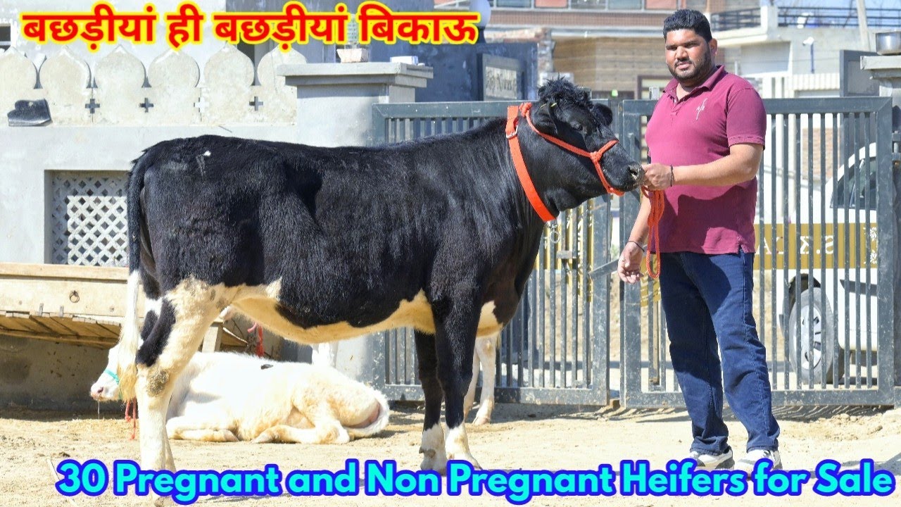 बछड़ीयां ही बछड़ीयां बिकाऊ।10000 से शुरू हैं दाम। High Breed Cows and Heifers for Sale at SK Dairy