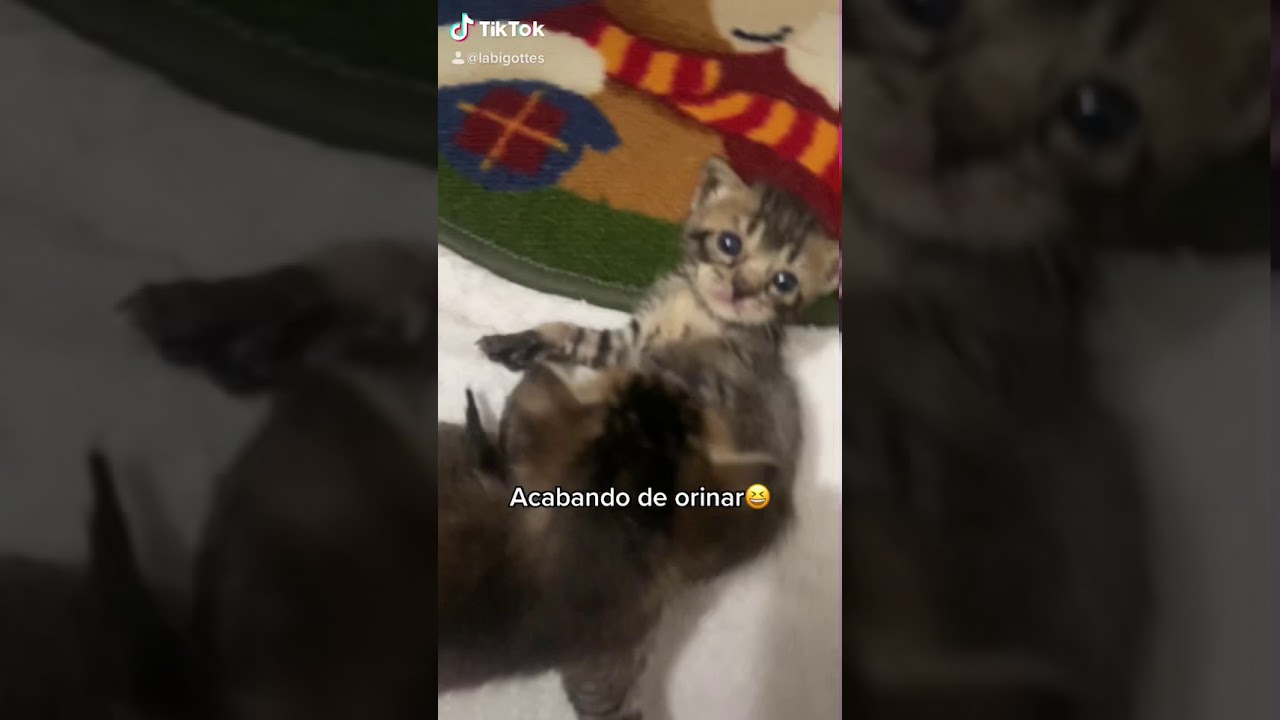 Gatito beb&eacute; orinando