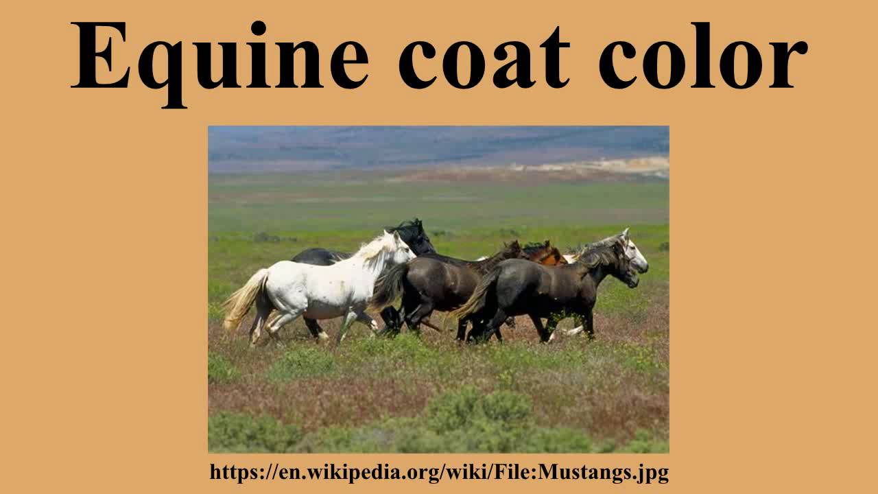 Equine coat color