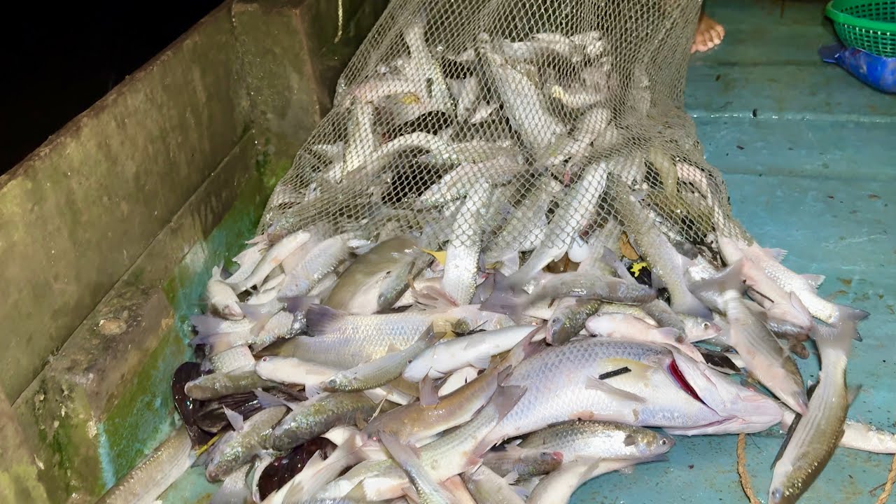 Quá Khủng Đục Cá Gần 50Kg Cá Đối Lớn Cá Chẽm| Chuyến Te Đêm Bội Thu|| TCNTV #512
