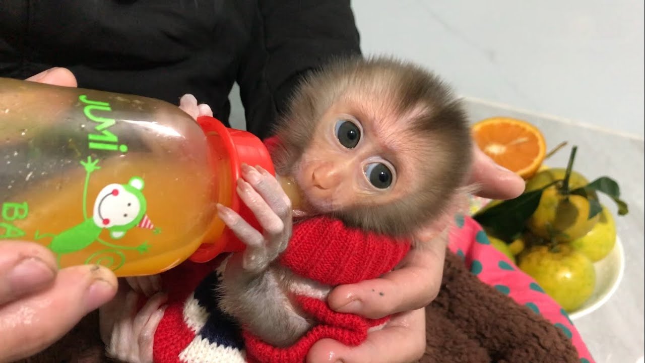 Little Baby Monkey Is Growing Up | MAOCAU FAMILY