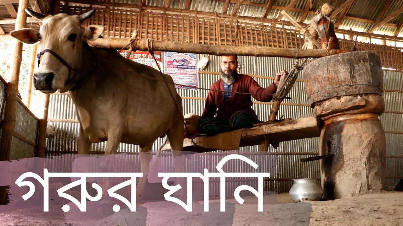 গরুর ঘানি থেকে সরিষার তেল সংগ্রহ।। Mustard Oil Collection, Rangpur, Bangladesh
