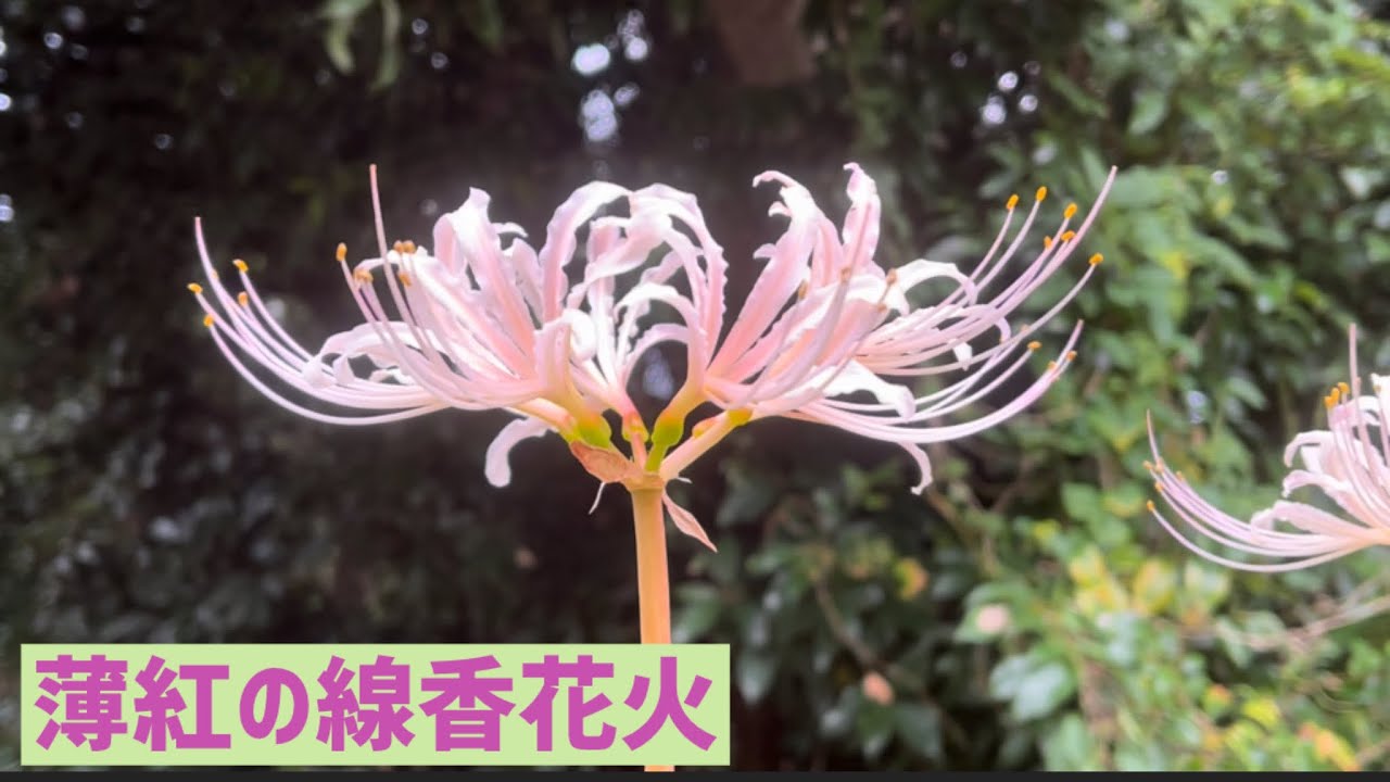 薄紅の線香花火