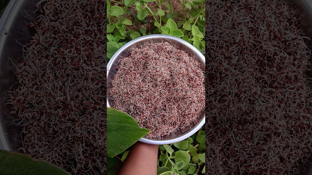 🥰Sprouted Ragi malt powder 🥰