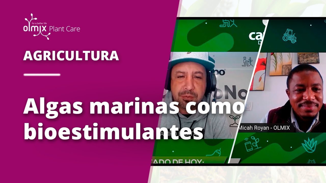 El poder de las algas marinas como bioestimulantes
