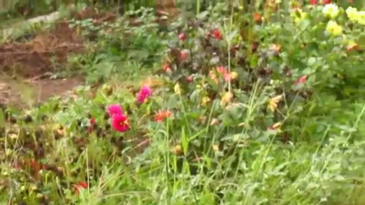 Dahlia (Yıldız) &Ccedil;i&ccedil;ekleri