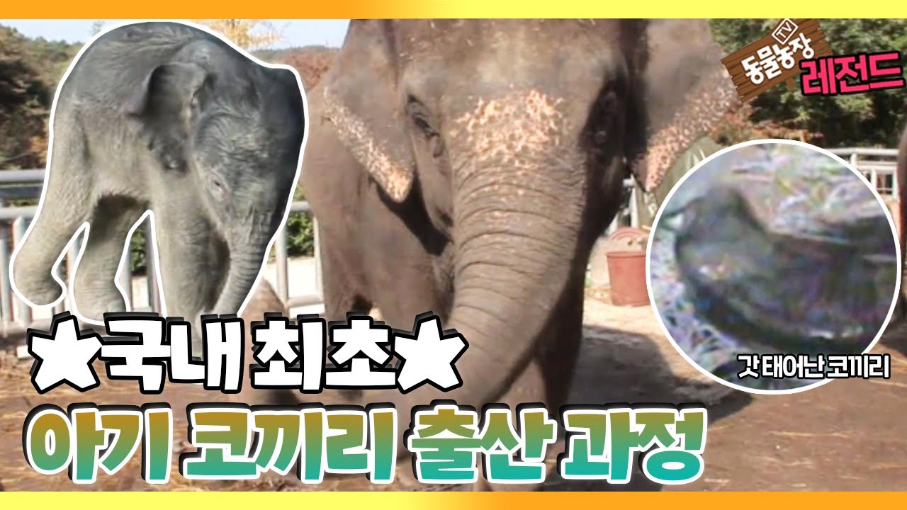 [TV 동물농장 레전드/SUB] ‘국내 최초 공개! 아기 코끼리 출산’ 풀버전 다시보기 #TV동물농장 #AnimalFarm #SBSstory