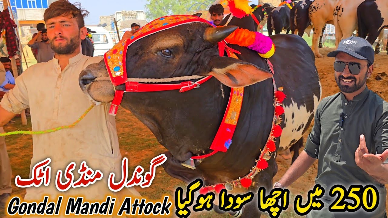 Gondal Mandi Latest Update 19 May 2025 | Qurbani Bakra Eid_Bhatta Chowk Mandi