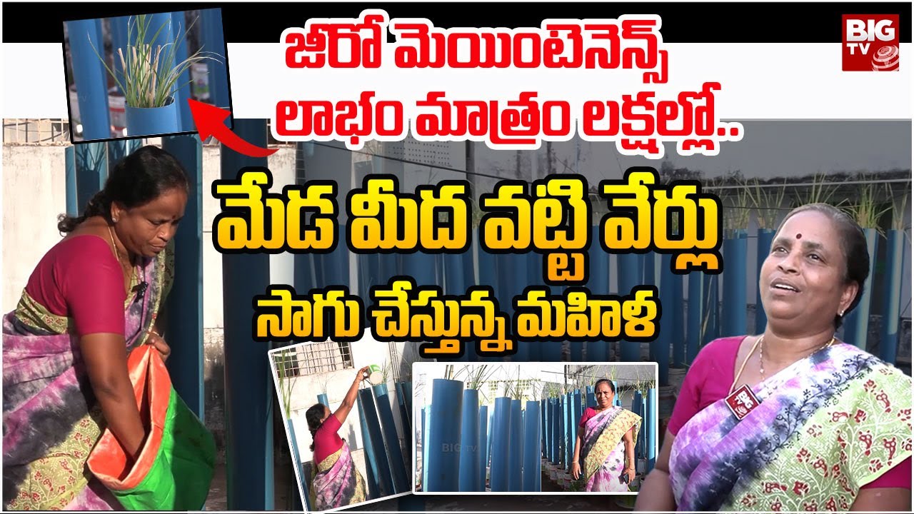 Vattiveru Cultivation | వట్టి వేర్లు సాగు చేస్తున్న మహిళ | Vetti Veru Benefits | BIGTV