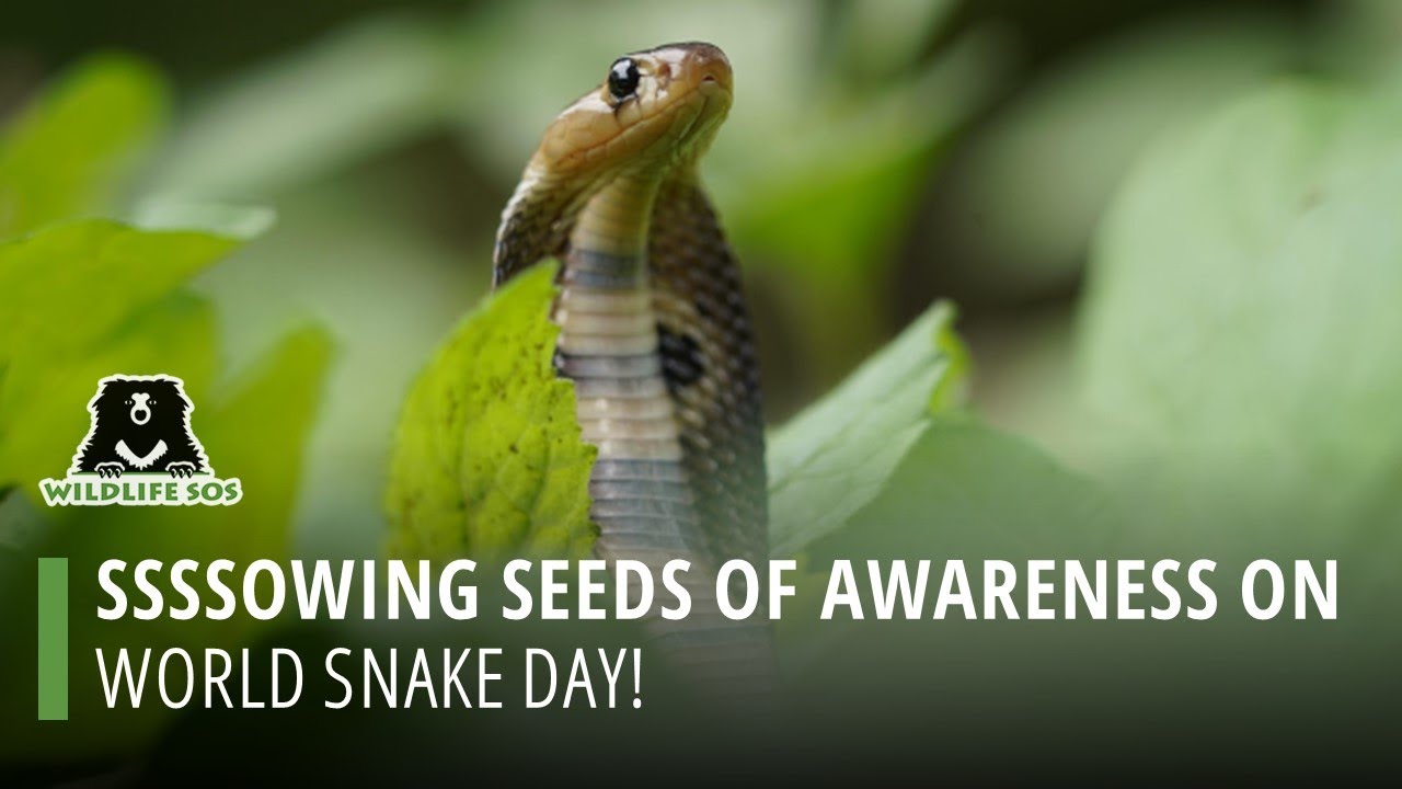 Sowing seeds of Awareness on World Snake Day!