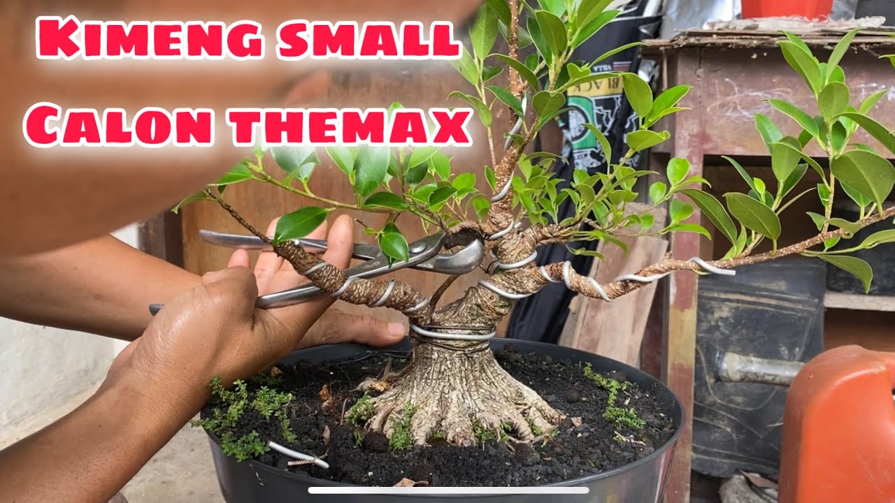 Membuat bonsai kimeng themax || tahap perantingan ‼️
