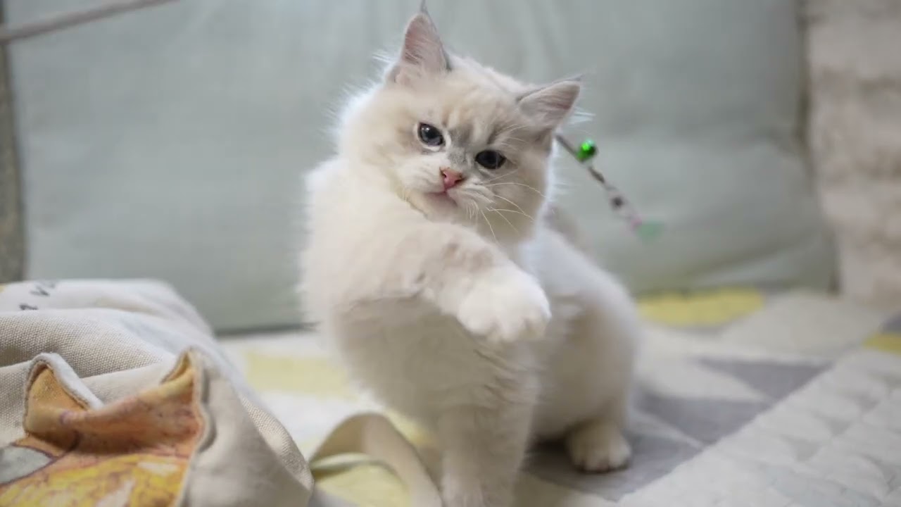 サイベリアン仔猫の日常 58