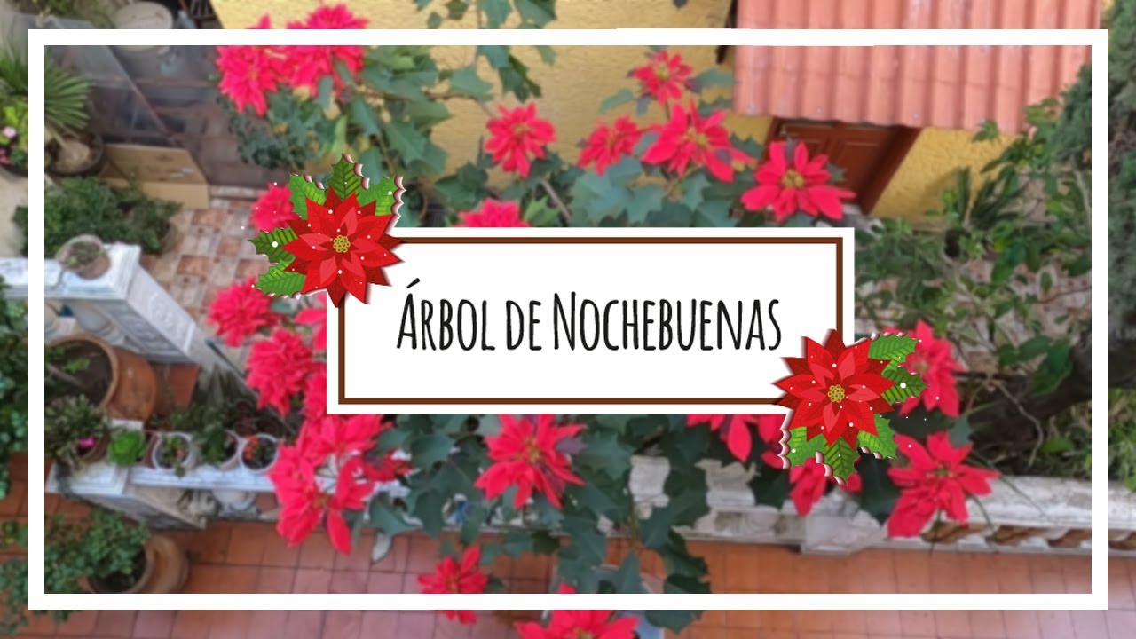 Árbol de Nochebuena 🎄🎅