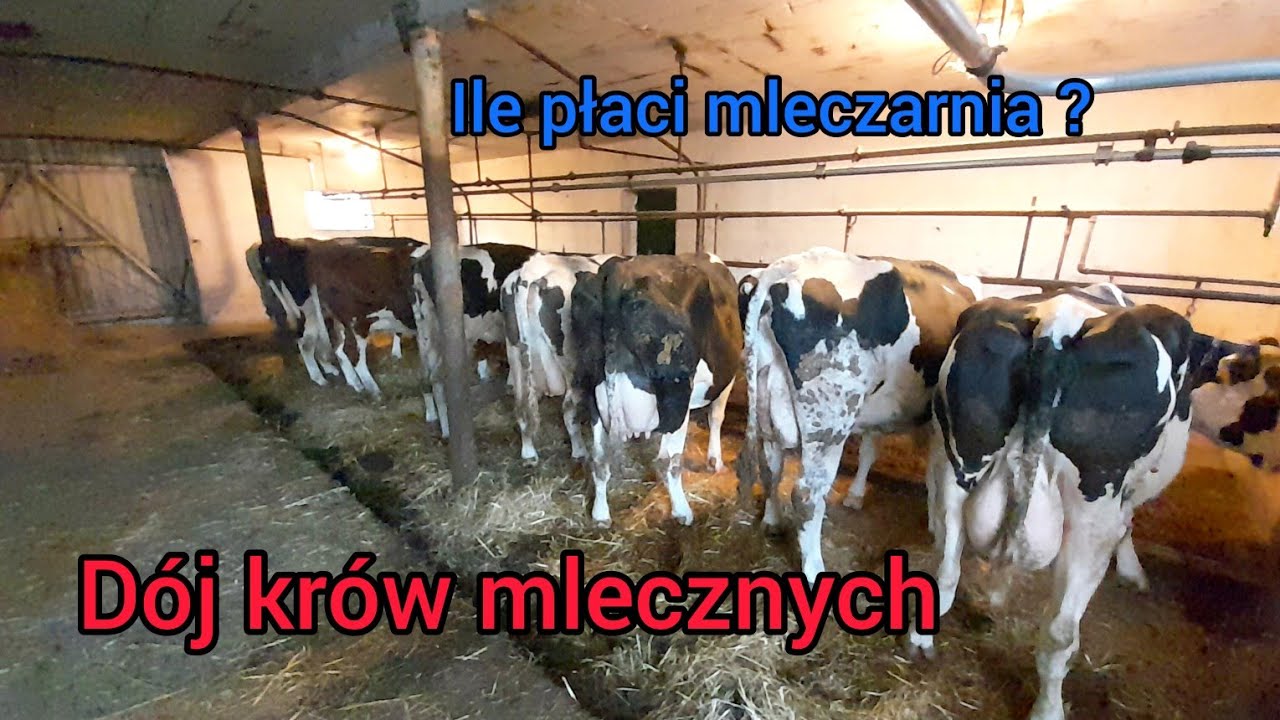 Karmienie i dojenie krów// pojenie cieląt