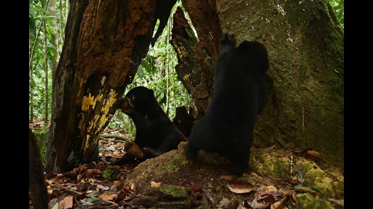 Sun Bear Diet | Sun Bears Love Eating Giant Forest Ants With Their Long Tongue | BSBCC